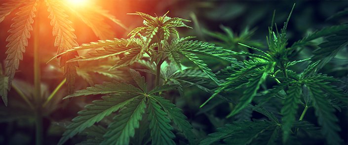 CBD Shop 24